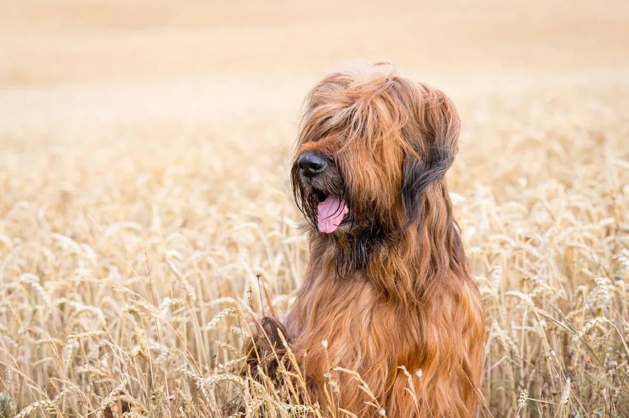 Treating Gum Disease and Gingivitis in Dogs Effectively