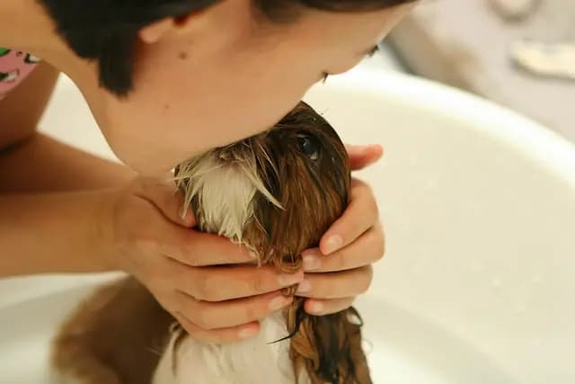 Vetlyf certified vet giving at-home pet care in Faridabad
