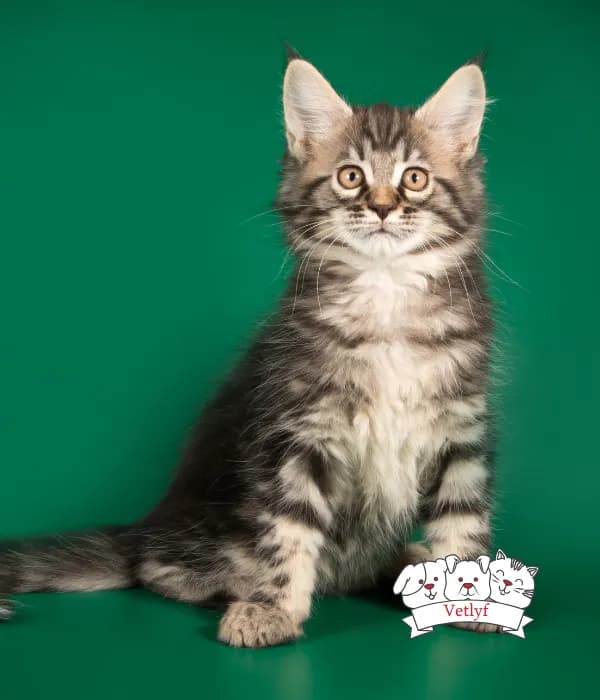 How to Know if Your Cat Is Sick