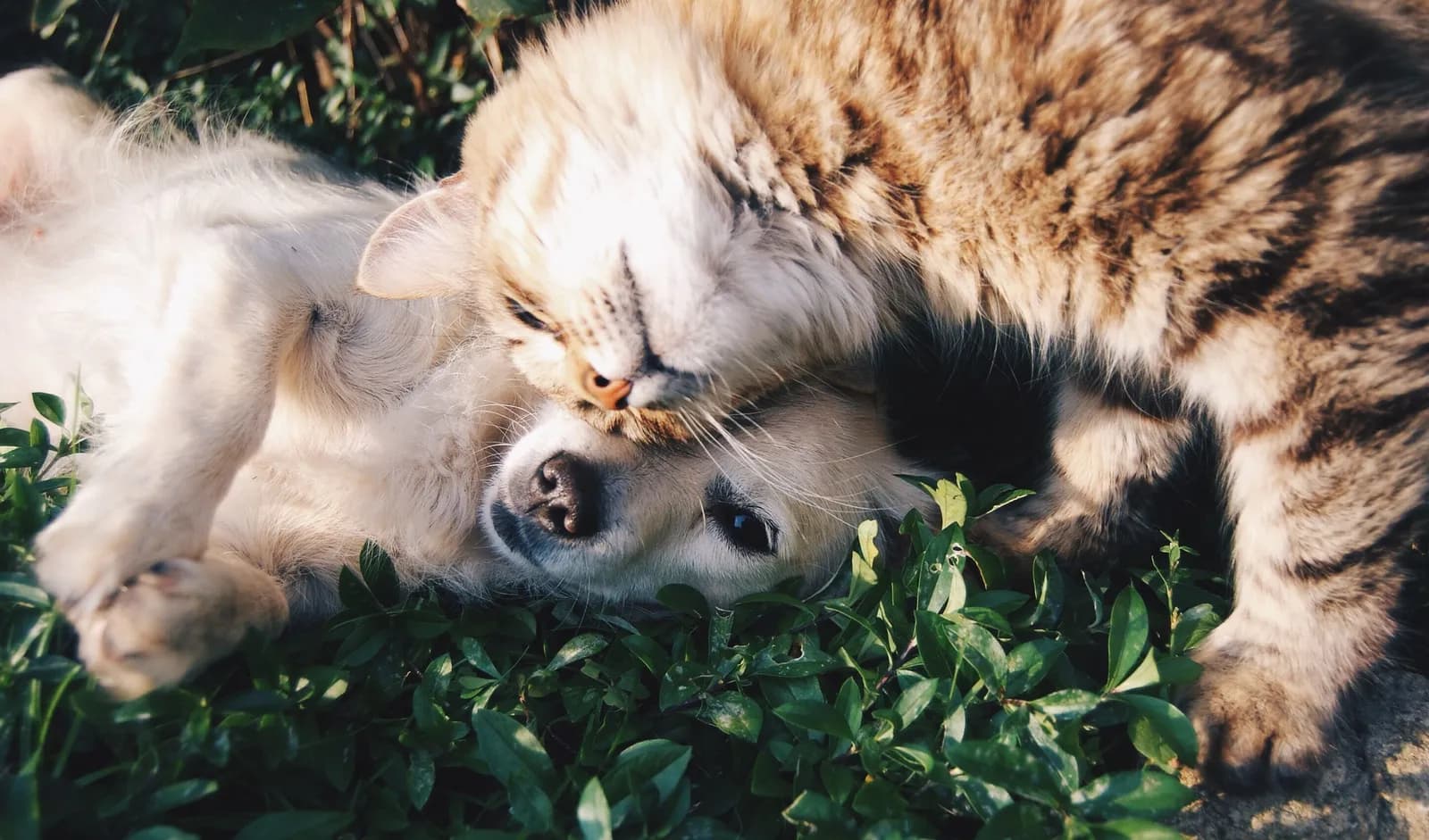 Crucial Reasons to Vaccinate Your Cat for Health