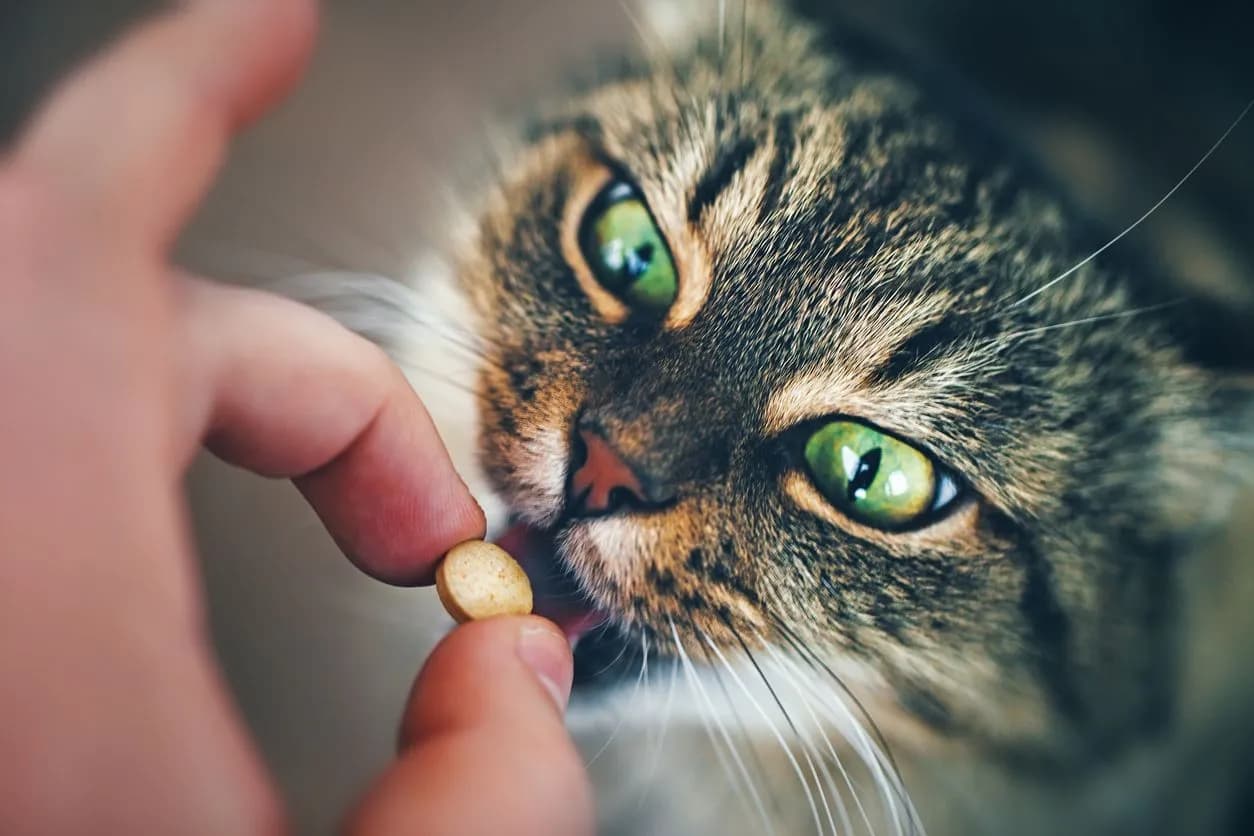 Comparing Dry vs. Wet Cat Food: Which is Healthier?