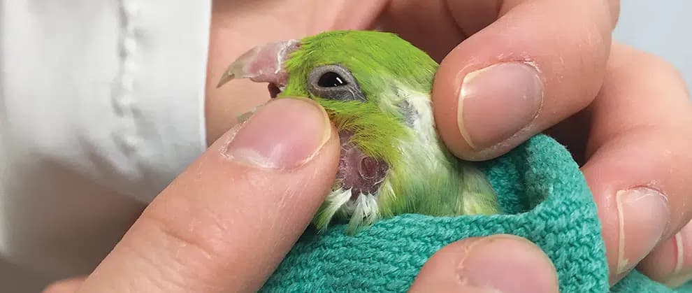 Avian Pet Health Check