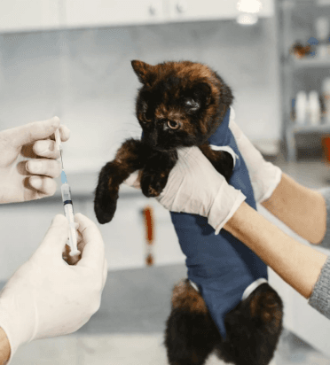 Cat Annual Vaccination