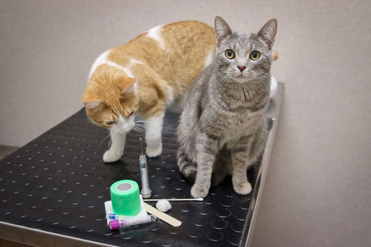 Cat Annual Vaccination