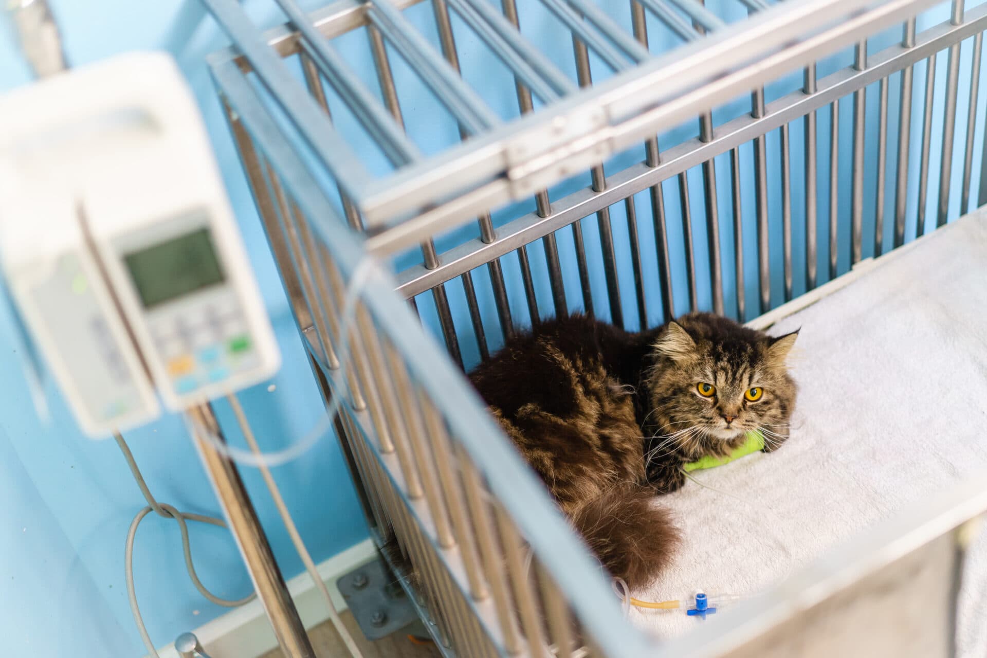Cat Medical Boarding