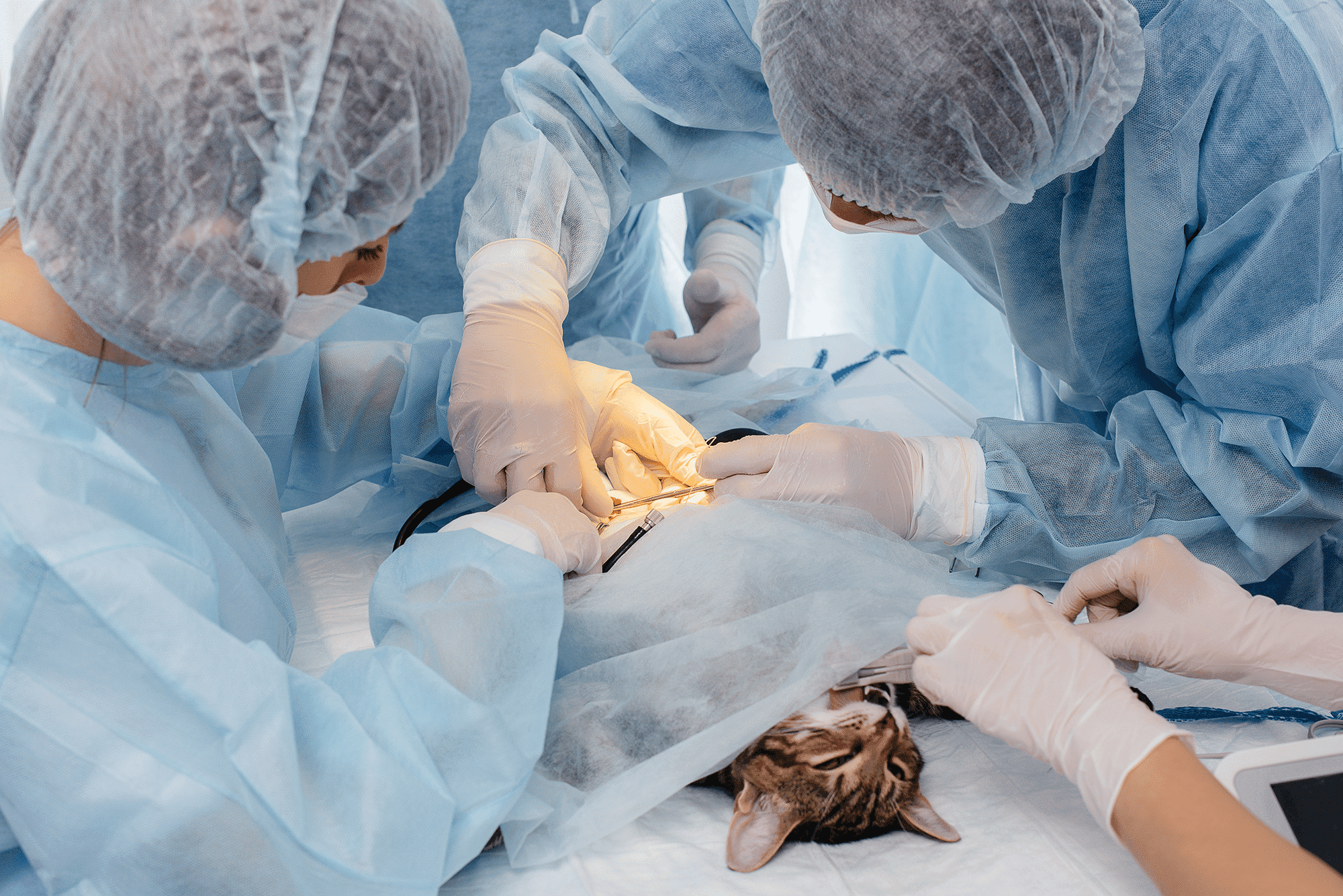 Community Pet Surgery (Neutering)