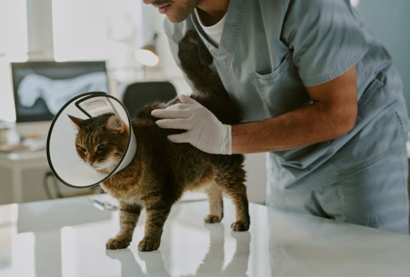Community Pet Surgery (Spaying)