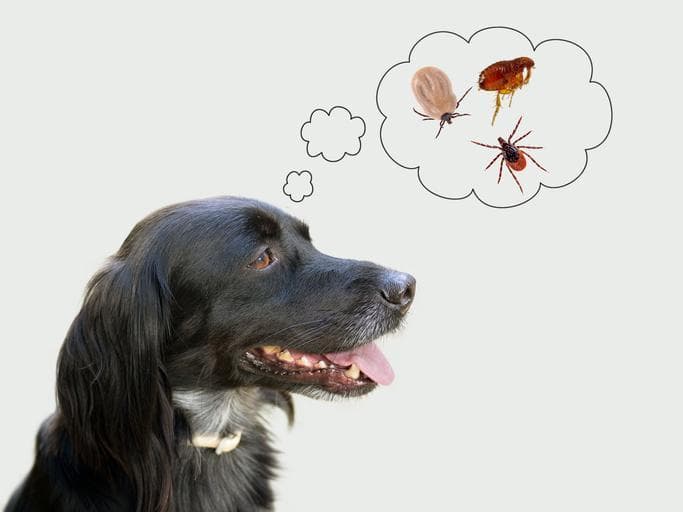 Deworming & Ticks