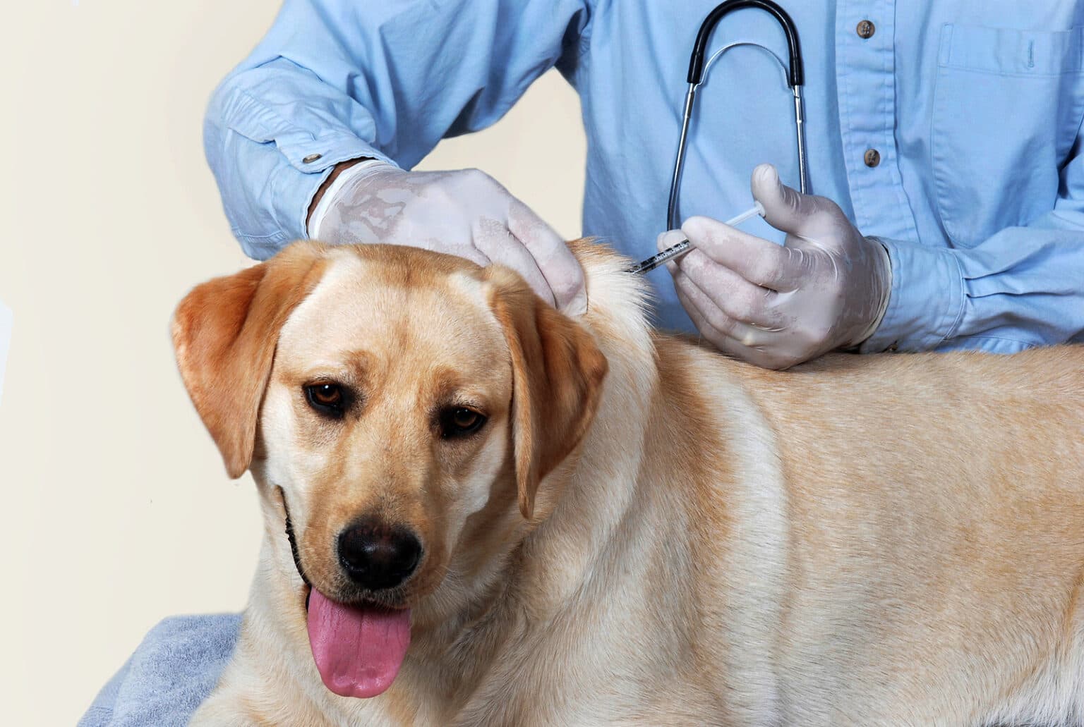 Dog Annual Vaccination with Kennel Cough