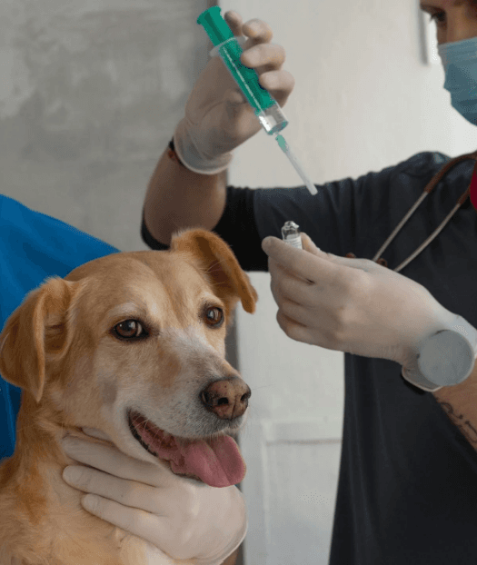 Dog Annual Vaccination