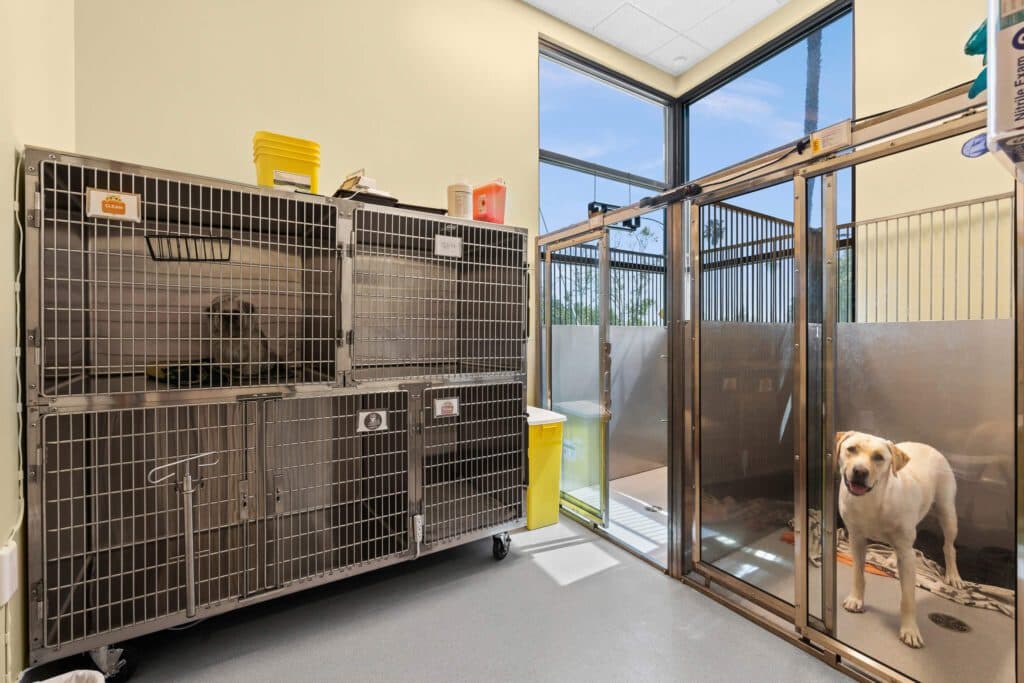 Dog Medical Boarding