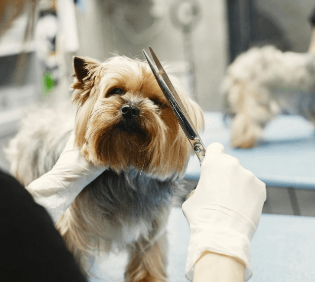 Full Grooming (Small Breeds, Upto 10 Kg)