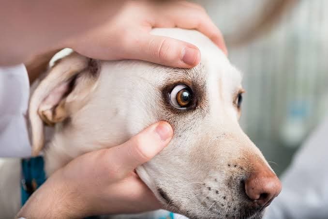 Vet at Home (Pet Health Check)