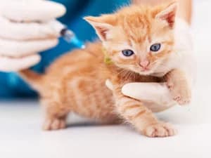 Kitten Complete Annual Vaccination