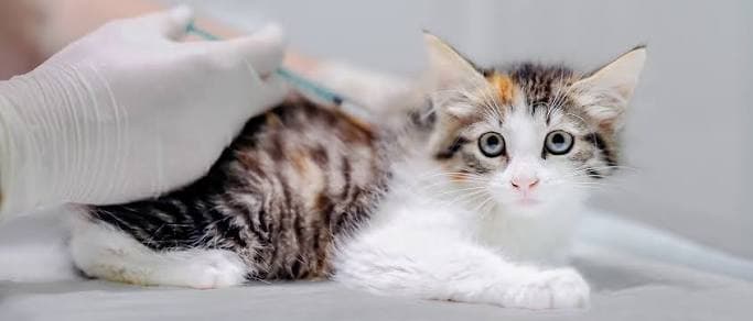 Kitten Complete Annual Vaccination