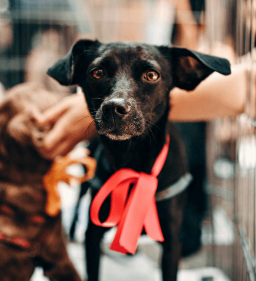 Newly Adopted Puppy or Kitten Vaccination