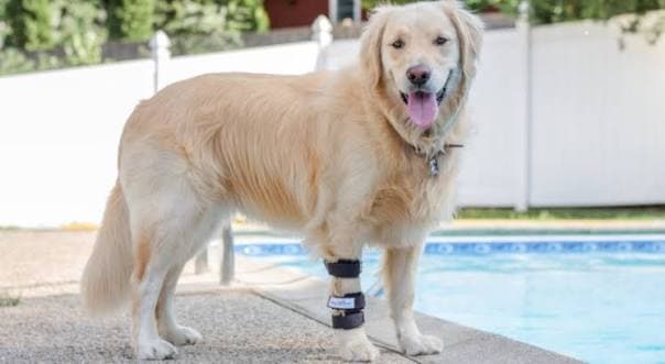 Pet Limping