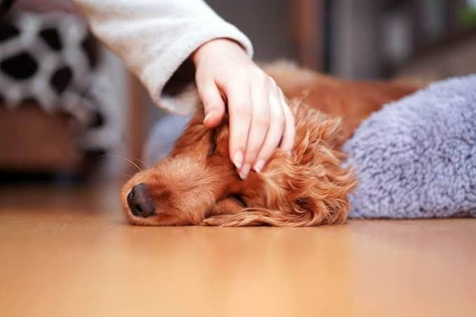 Pet Vomiting & Fever