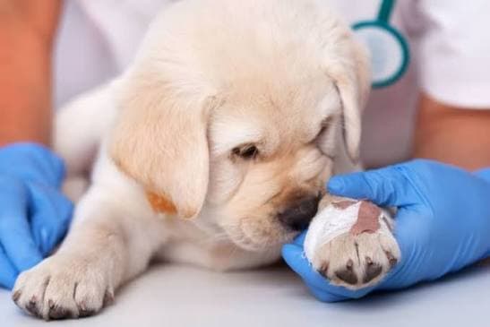Pet Wound Care