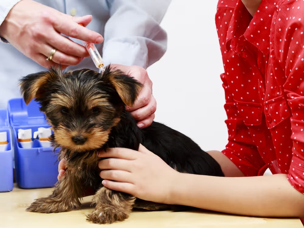 Puppy Annual Vaccination
