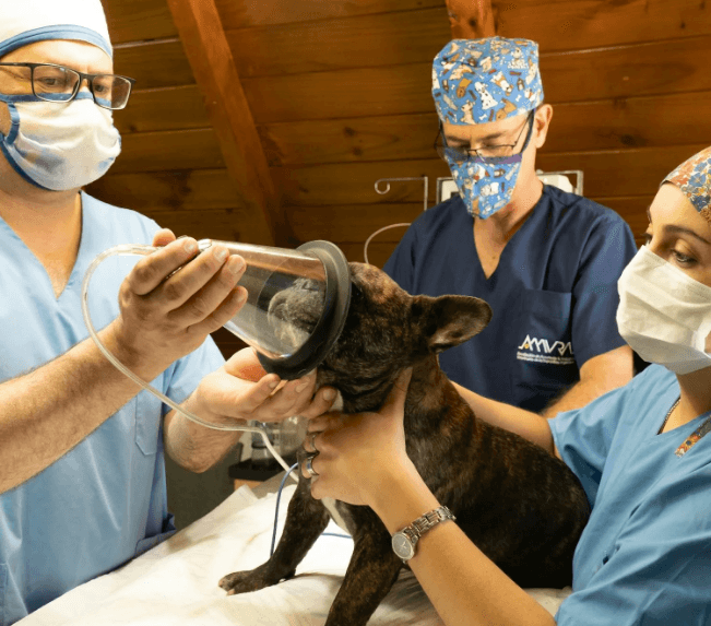 Surgery (Neutering)