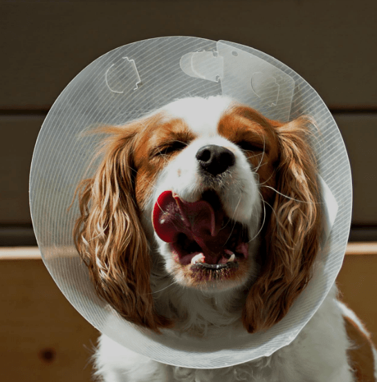 Surgery (Spaying)